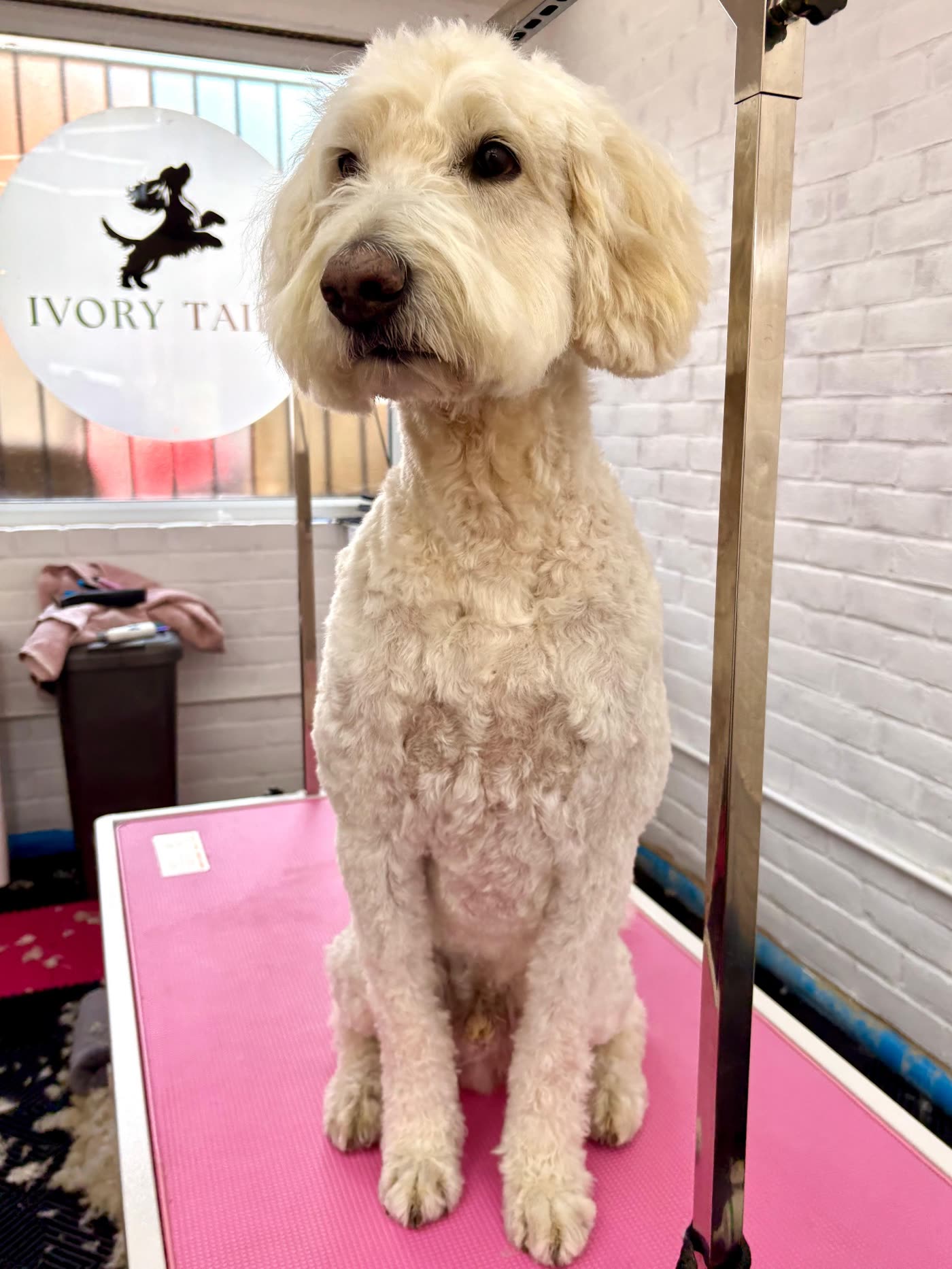 Cream goldendoodle sitting neatly on the grooming table after a full groom at Ivory Tails