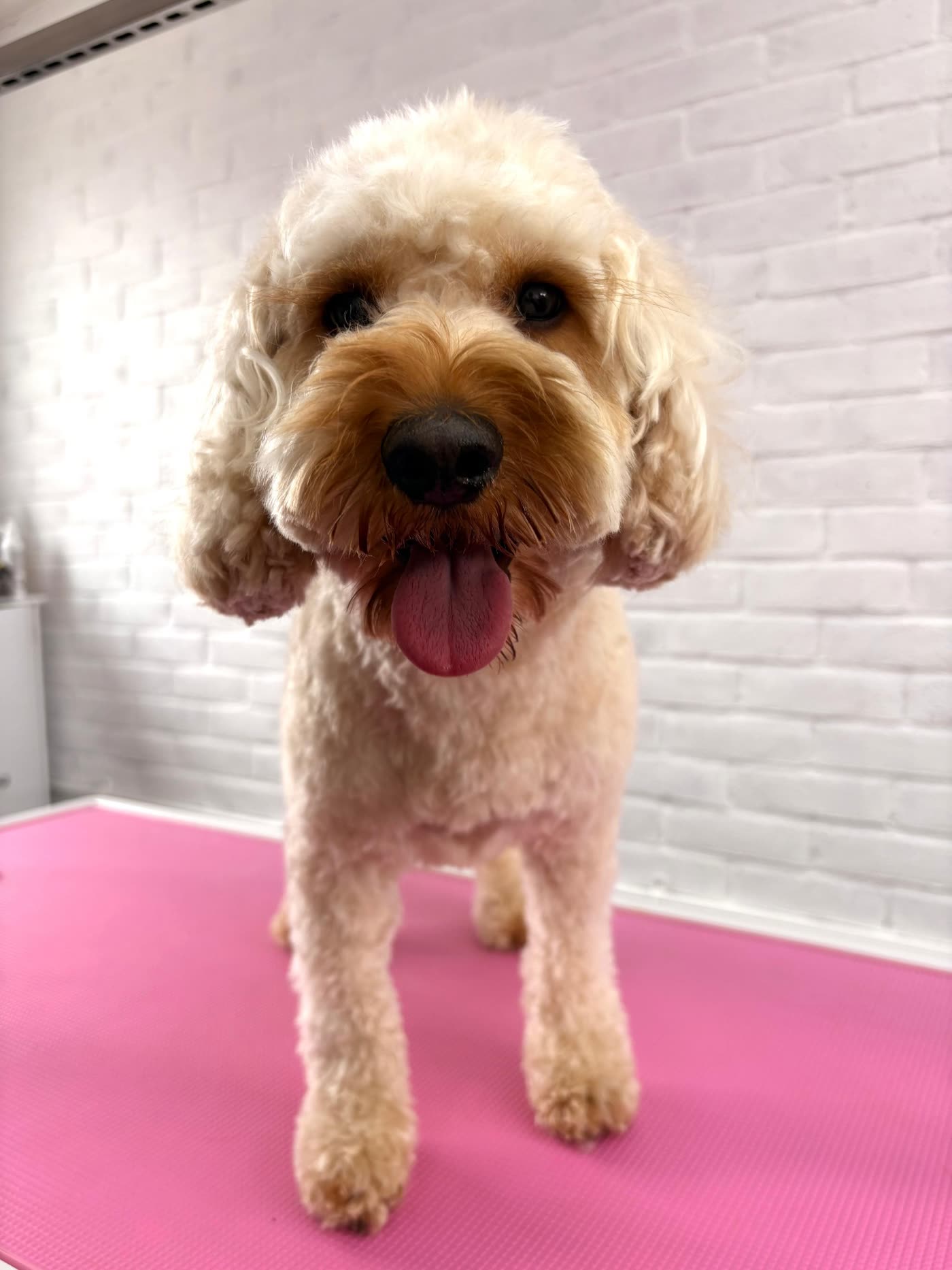 Apricot cockapoo standing on the grooming table with a fresh, fluffy finish at Ivory Tails