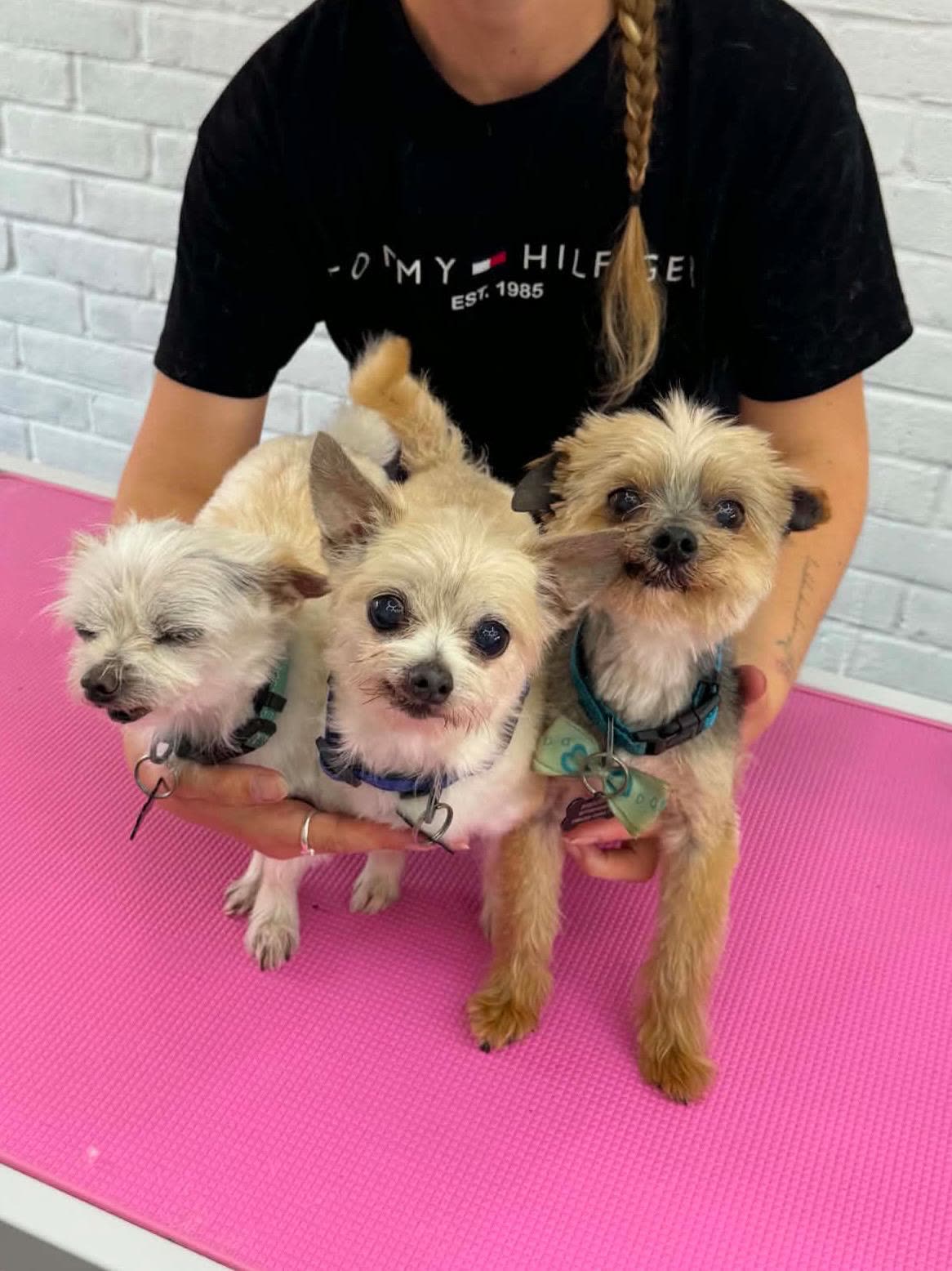Three small terrier crosses being held together after their grooms at Ivory Tails