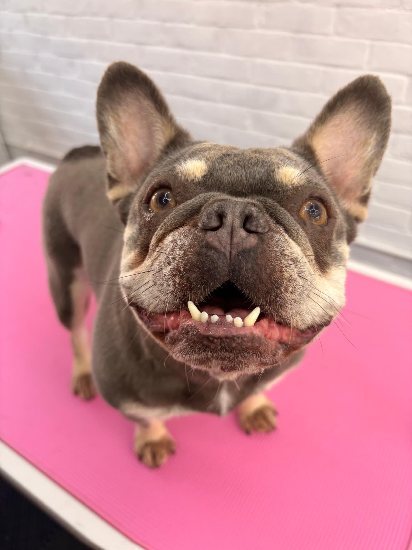 Merle French bulldog smiling on the grooming table after a freshen up at Ivory Tails
