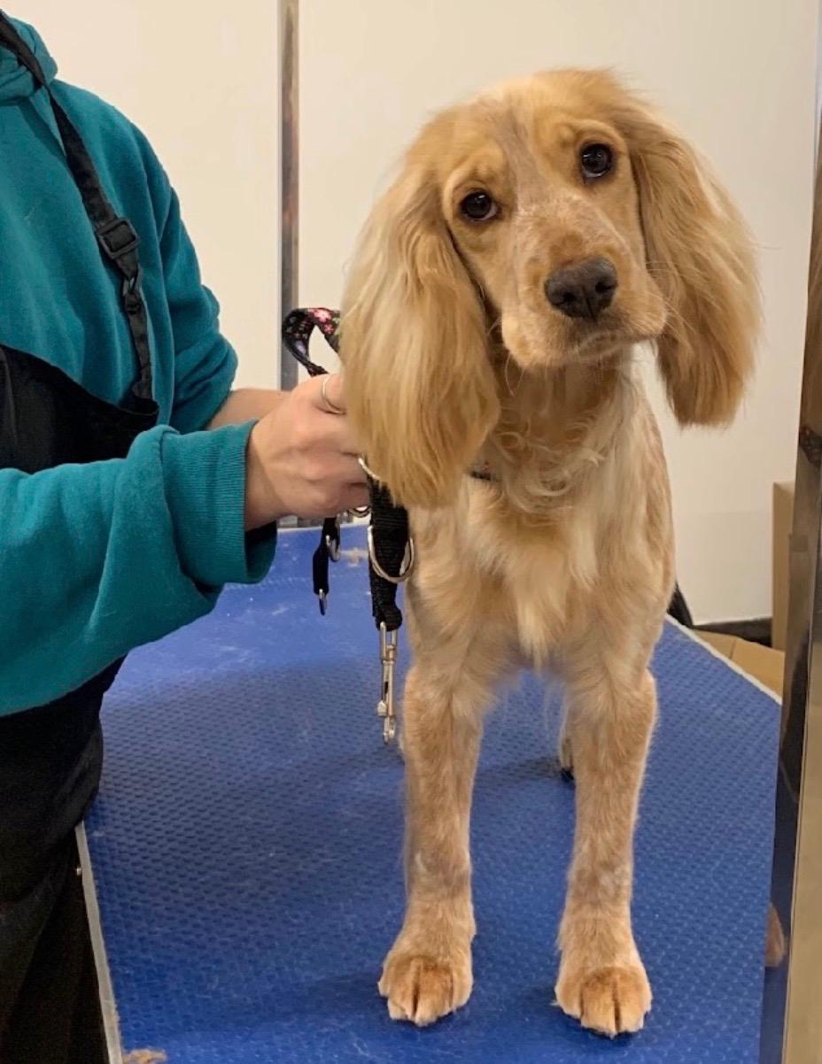 Before and after grooming